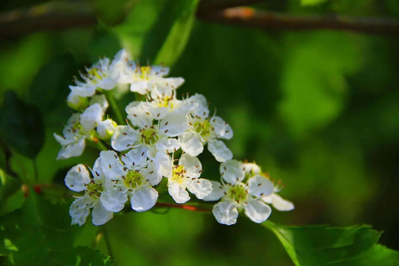 世界各国国花一览表,南美洲各国国花