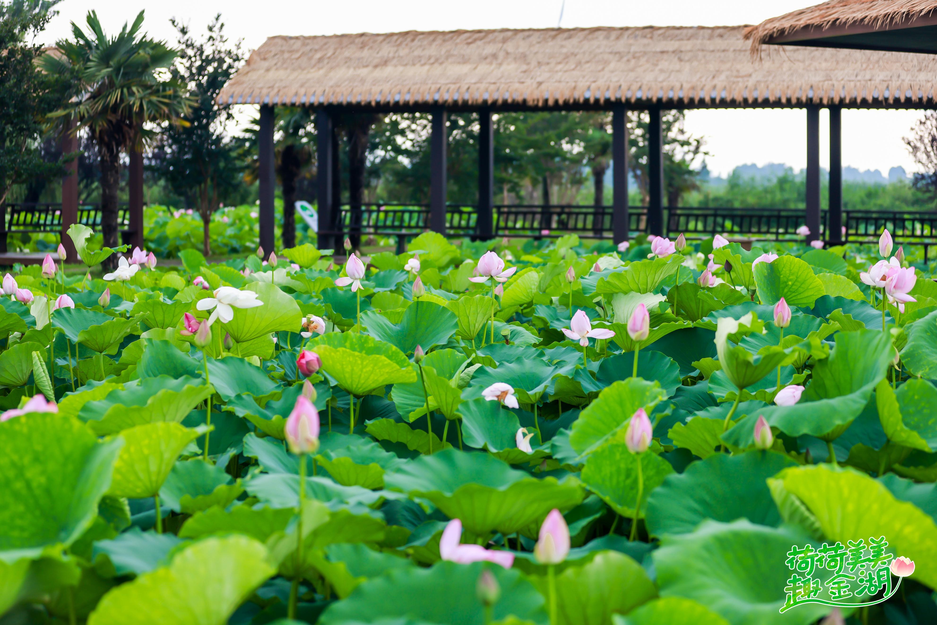 “荷荷美美趣金湖”全媒体达人采风行见证金湖美丽绽放