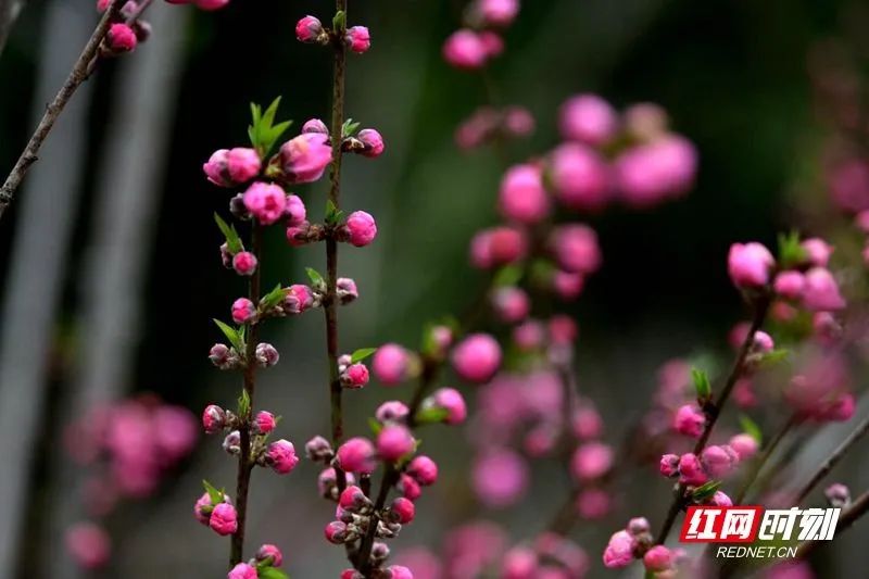 冷老师的偶像是谁,冷老师足球