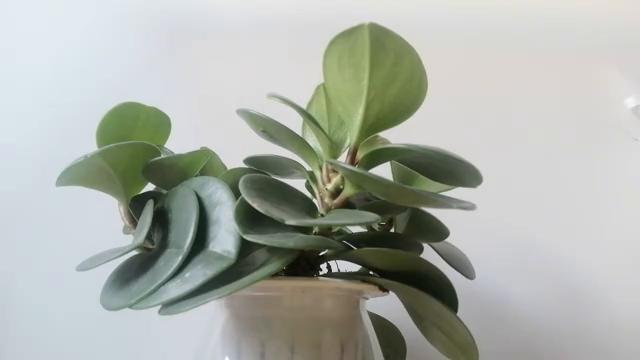 办理签证申请条件,办理签证需要在哪里办