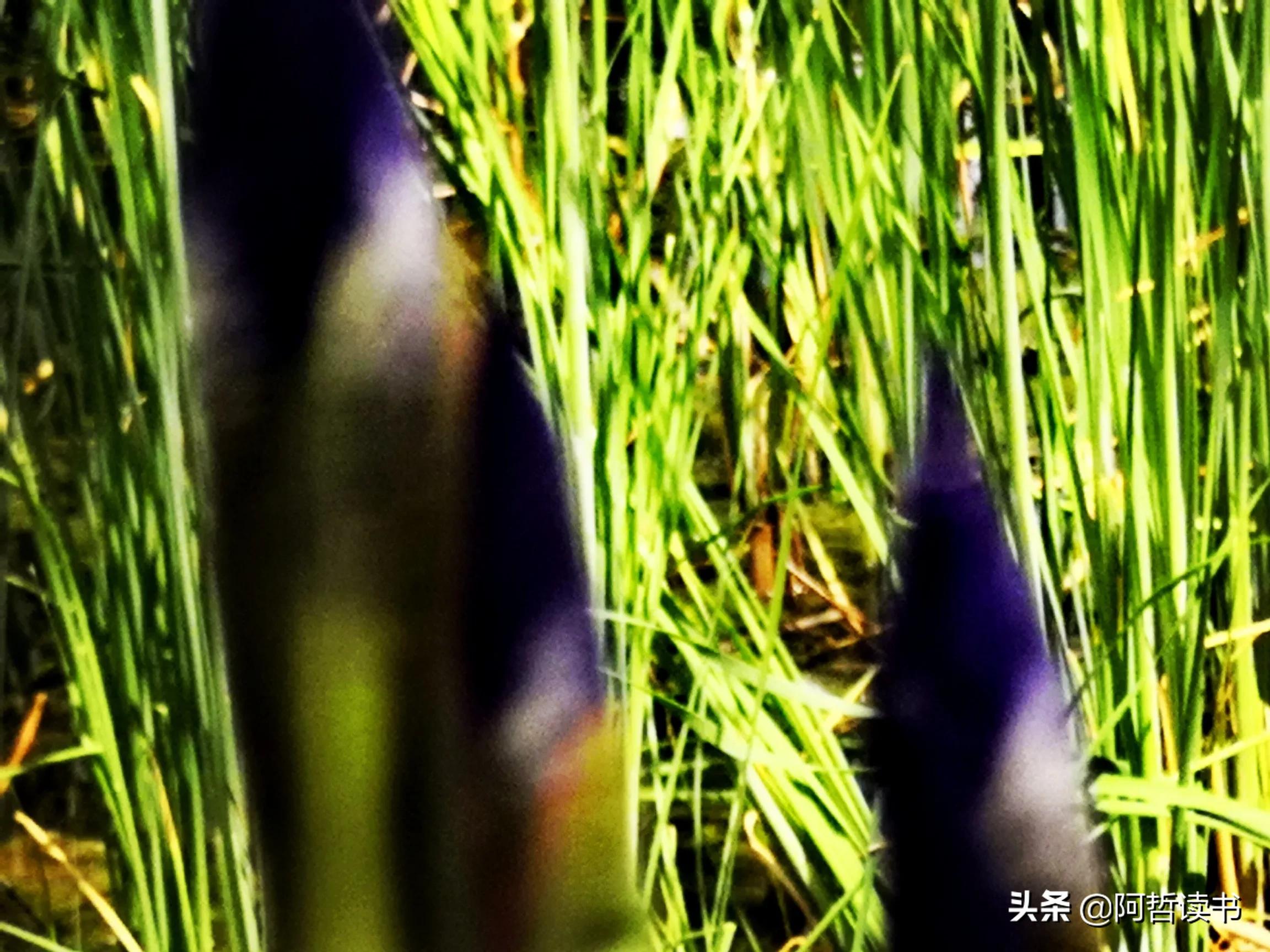 婀娜多姿鸢尾花,鸢尾花婀娜多姿