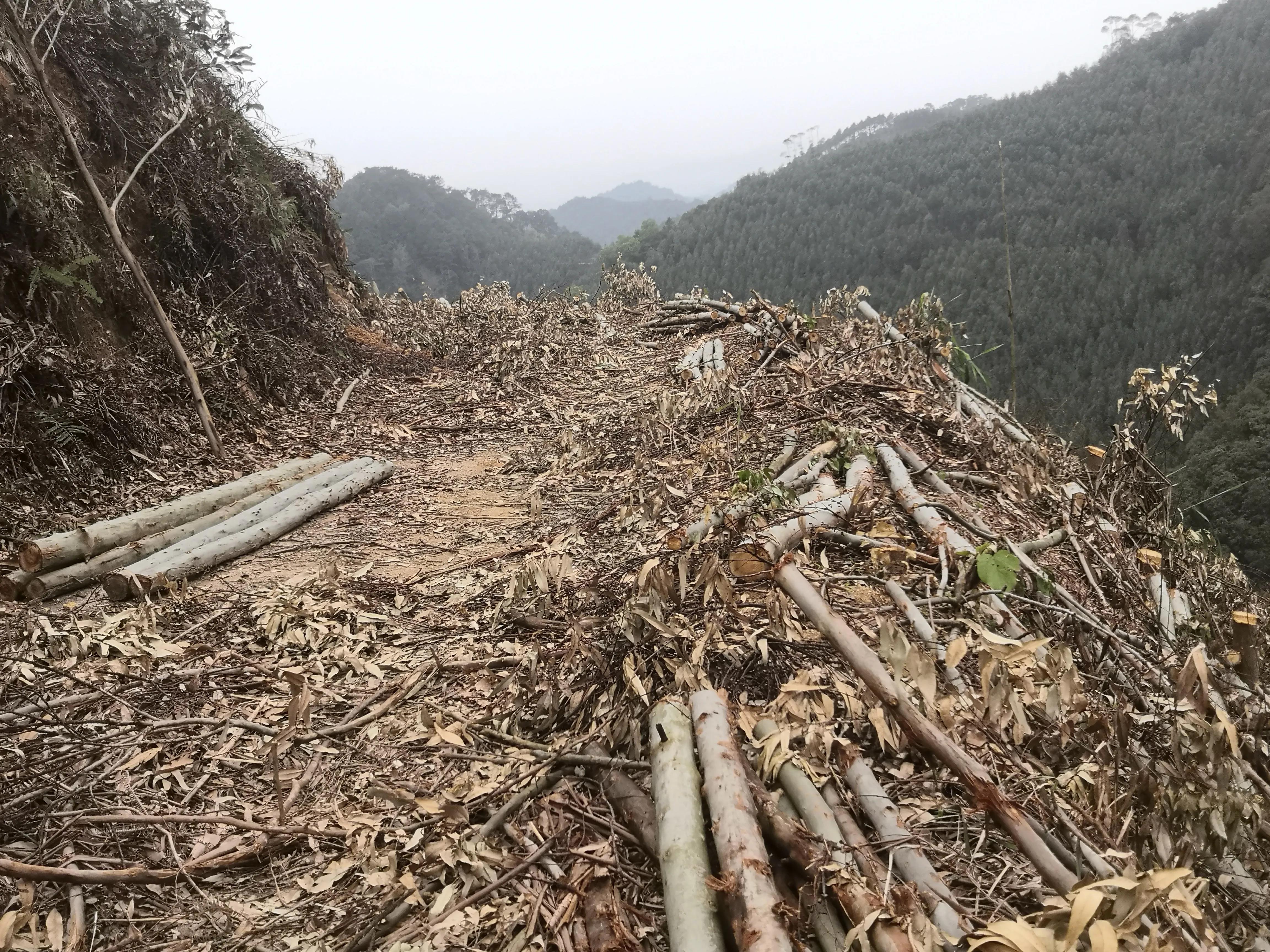 探秘原始森林的真实过程,揭露森林背后的真相