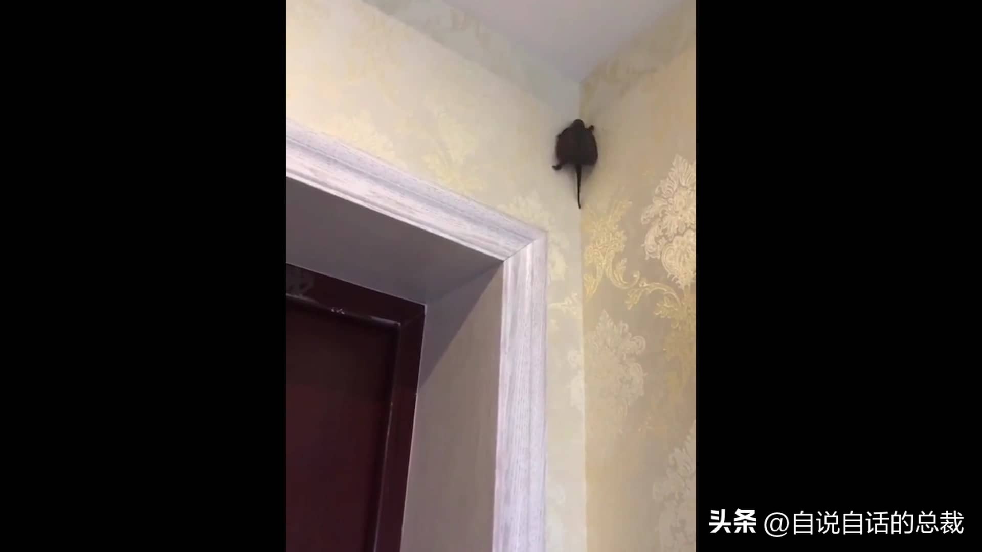 龟蛇大战巨龟视频,罕见别致的龟蛇大战