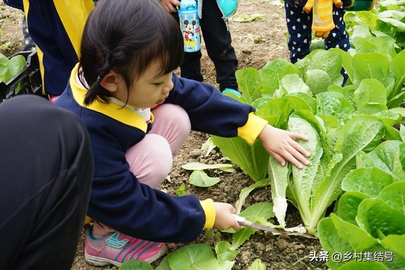 台湾小瓢虫农场,台湾小瓢虫
