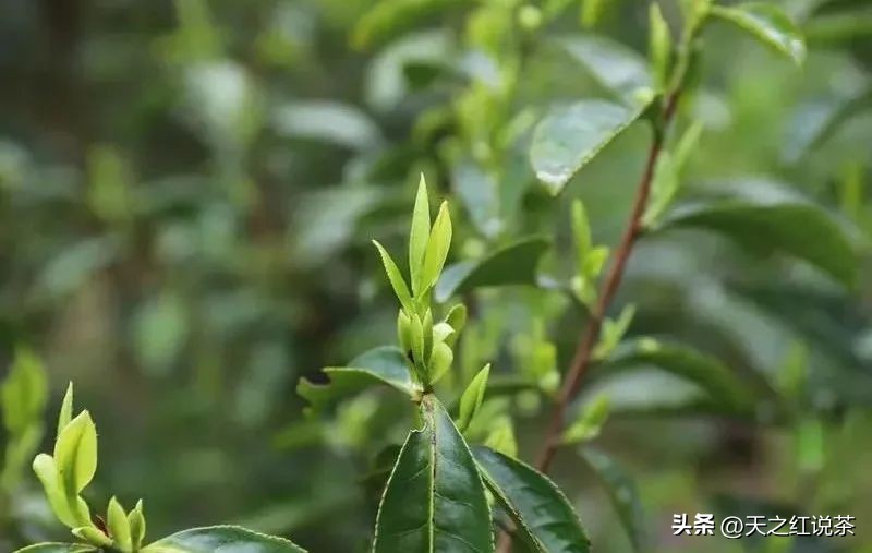 黄山特级毛峰茶,安徽黄山景区毛峰茶