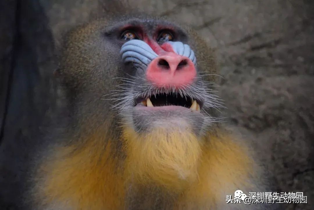 苗鸟怎么读,苗疆蛊事