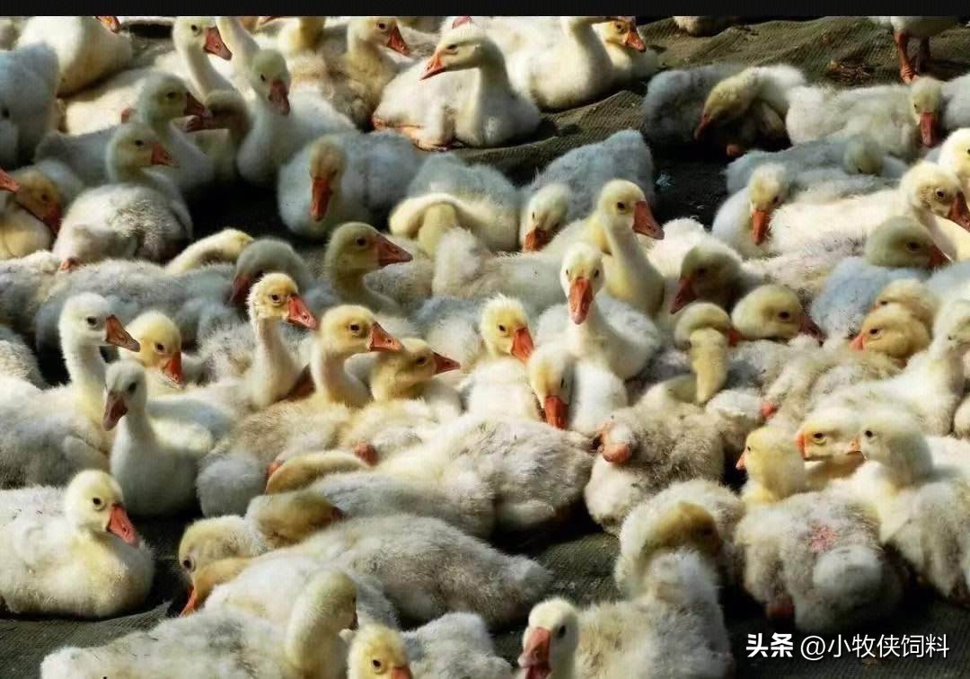 雏鹅不饮水,雏鹅扎堆不吃食什么原因