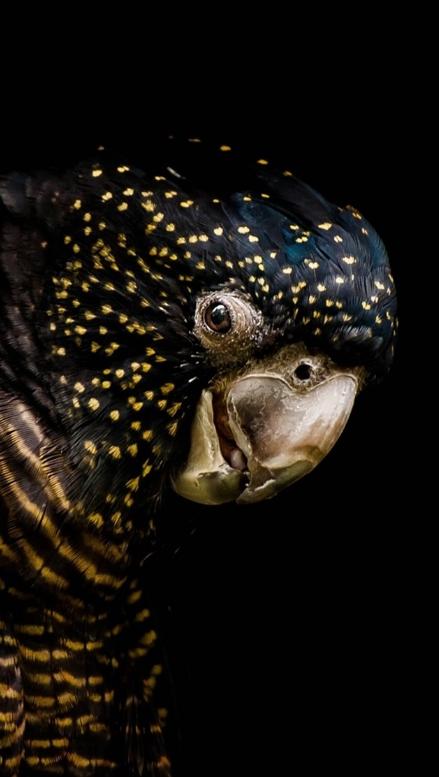 澳大利亚鹦鹉泛滥成灾,澳大利亚的鹦鹉泛滥