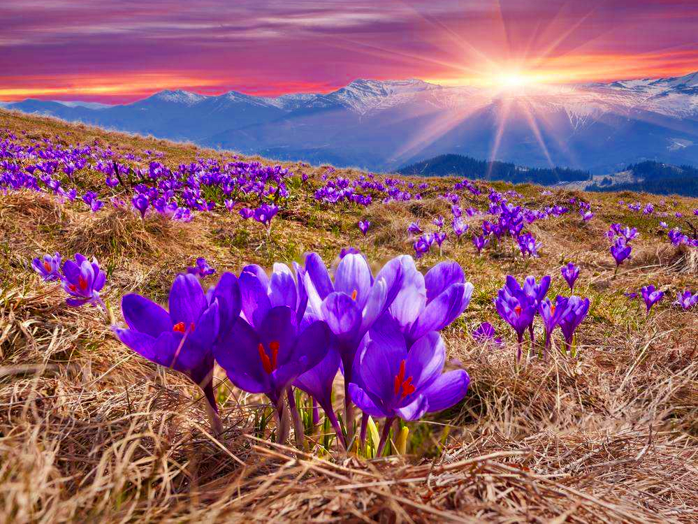 藏红花是植物黄金吗,花中黄金藏红花