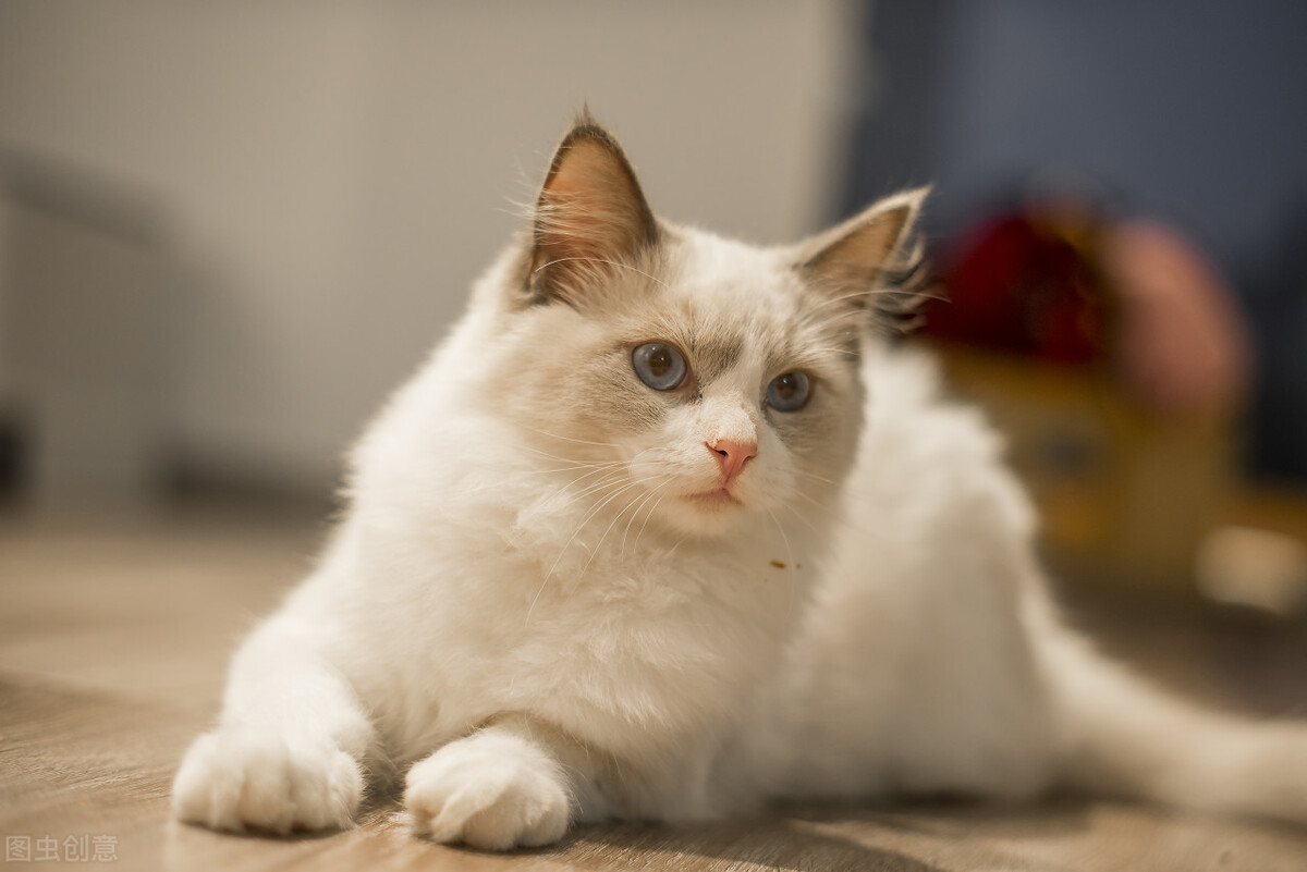 宠物猫前十名,宠物猫布偶猫多少钱