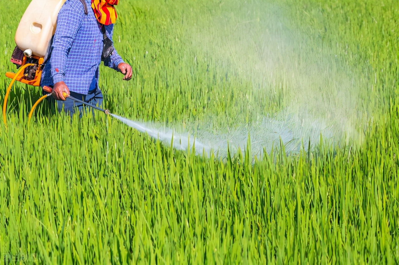百草枯可以除草有什么其它危害,百草枯除草有什么危害
