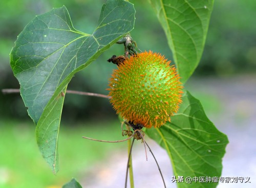 木鳖子治癌方,中药木鳖子散结