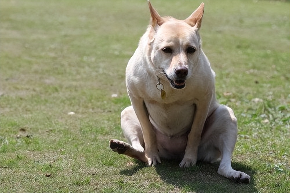 狗狗肚子有虫会传给人吗,狗狗肚子有虫会不会晚上不睡觉