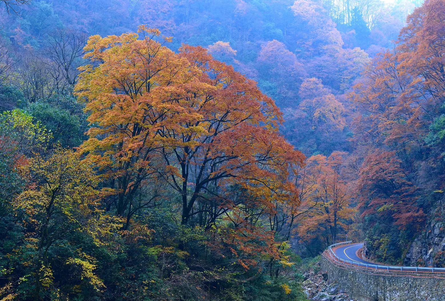 成都红叶打卡地,成都赏红叶最佳推荐地