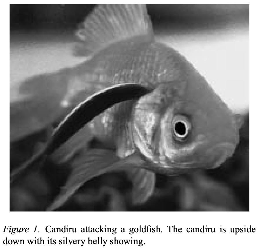 亚马逊河里有哪些特有鱼种,亚马逊河里都有什么鱼