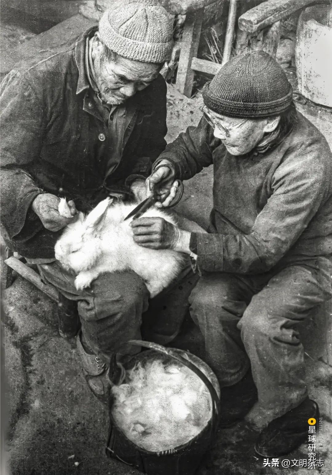 兔子来阳台,兔子来到新家