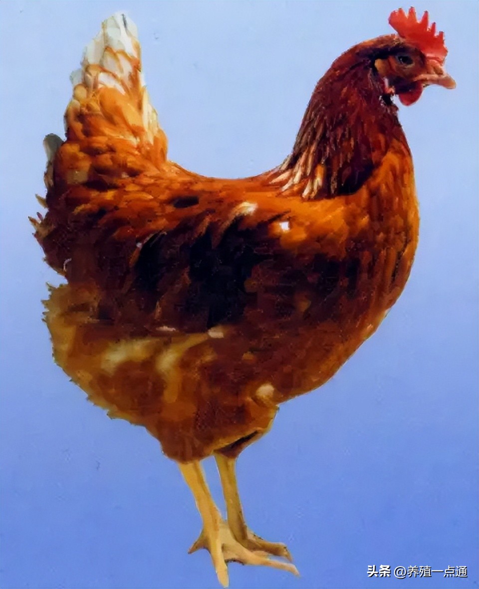 蛋鸡饲料价格上涨,蛋鸡饲料涨鸡蛋会涨吗