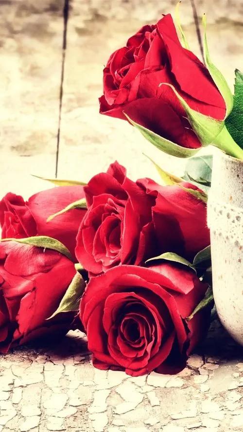 520浪漫玫瑰花壁纸,红玫瑰花壁纸大图