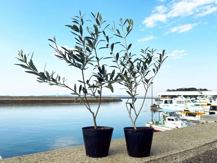 优衣库公园特点,优衣库海滨公园