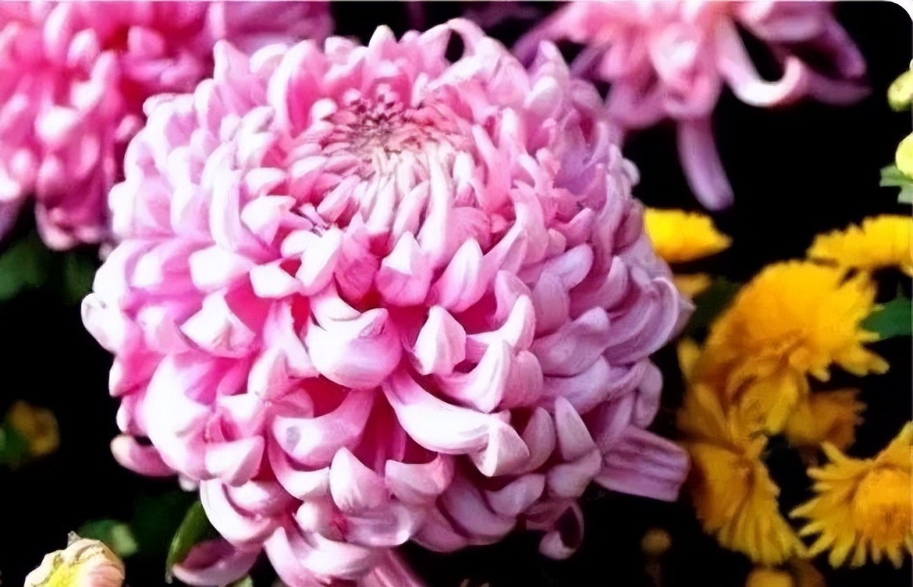 秋花诗词50首,金秋秋菊50种名菊