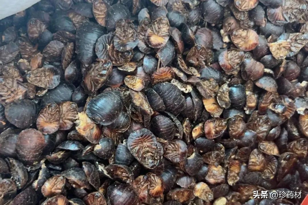 中药材牛大力目前收购价,8月4日药材市场行情