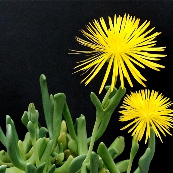 102个大类近500个多肉植物图片，都极其美丽，建议在家中也养一盆