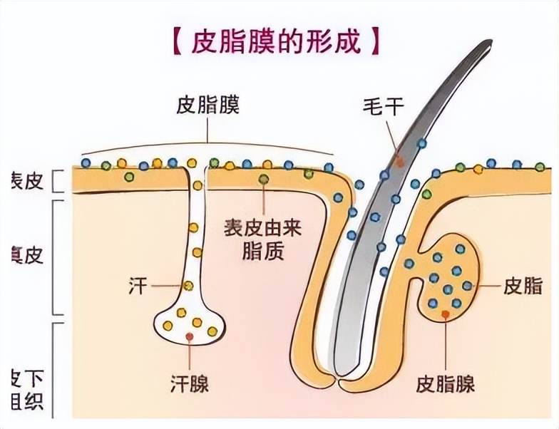 控油面膜功效与作用,艾灰面膜作用和功效