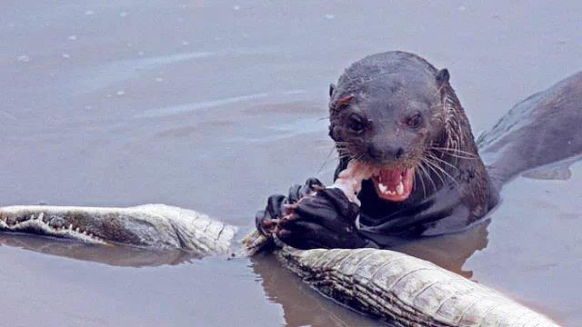 勤能补拙动物,勤能补拙比喻哪个生肖