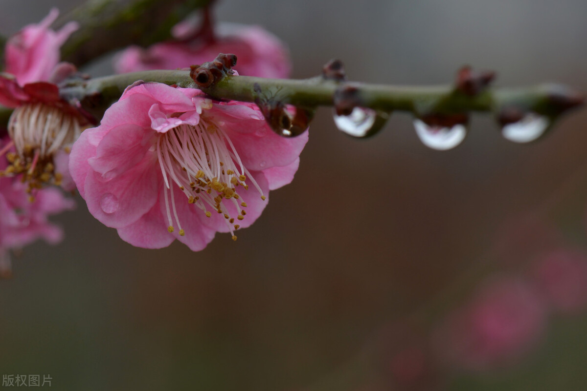 永遇乐落日熔金有虚实结合吗,永遇乐落日熔金是慢词双调吗