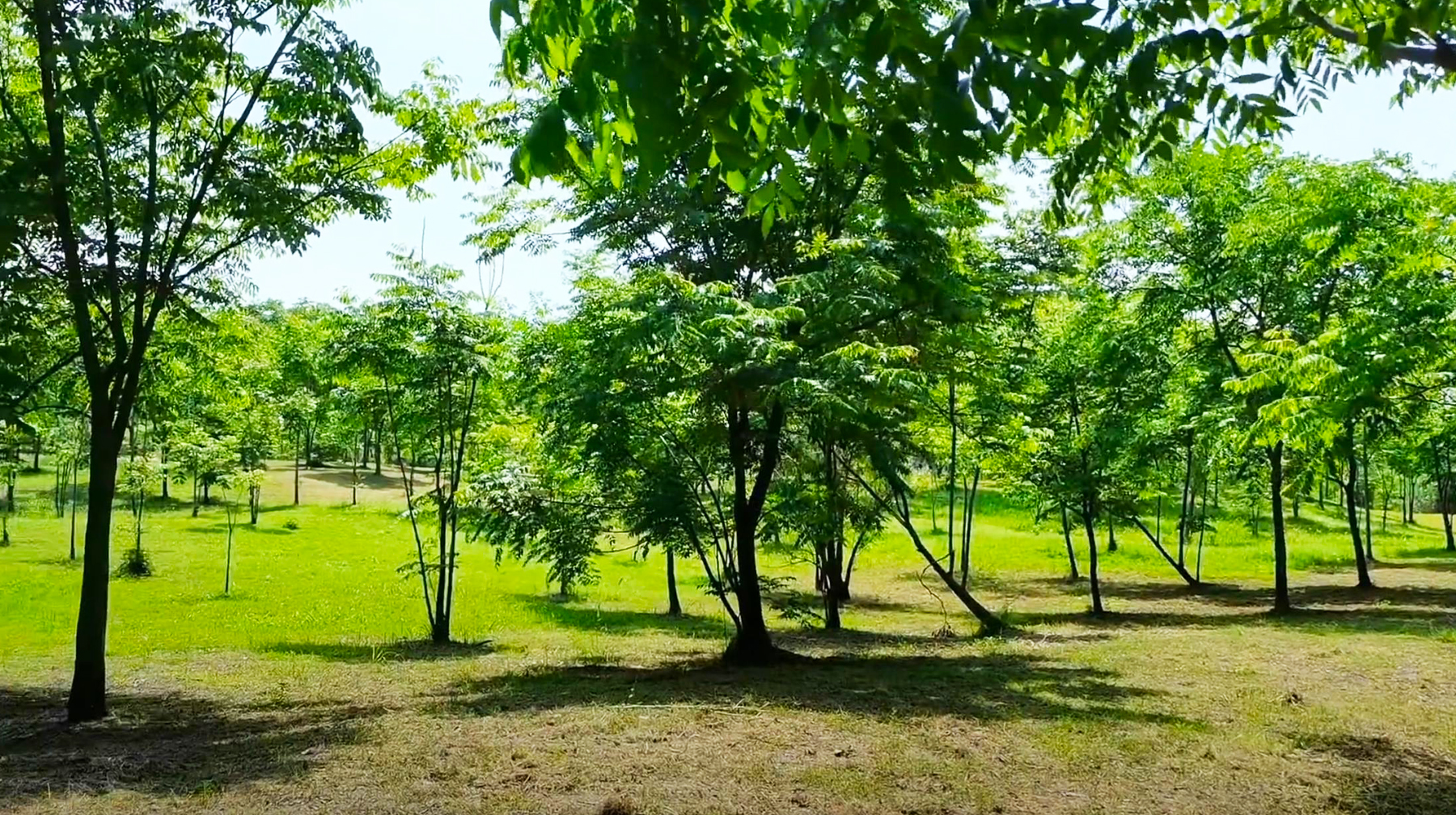 汤逊湖哪里适合露营,武汉汤逊湖露营烧烤地点推荐