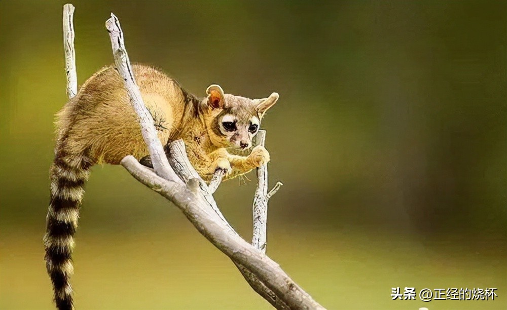 灵猫属于什么猫,长尾灵猫是猫科动物吗
