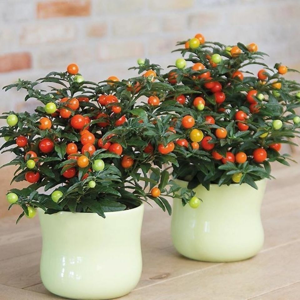 20种大毒花你家里养了吗,4种大毒花家里经常养