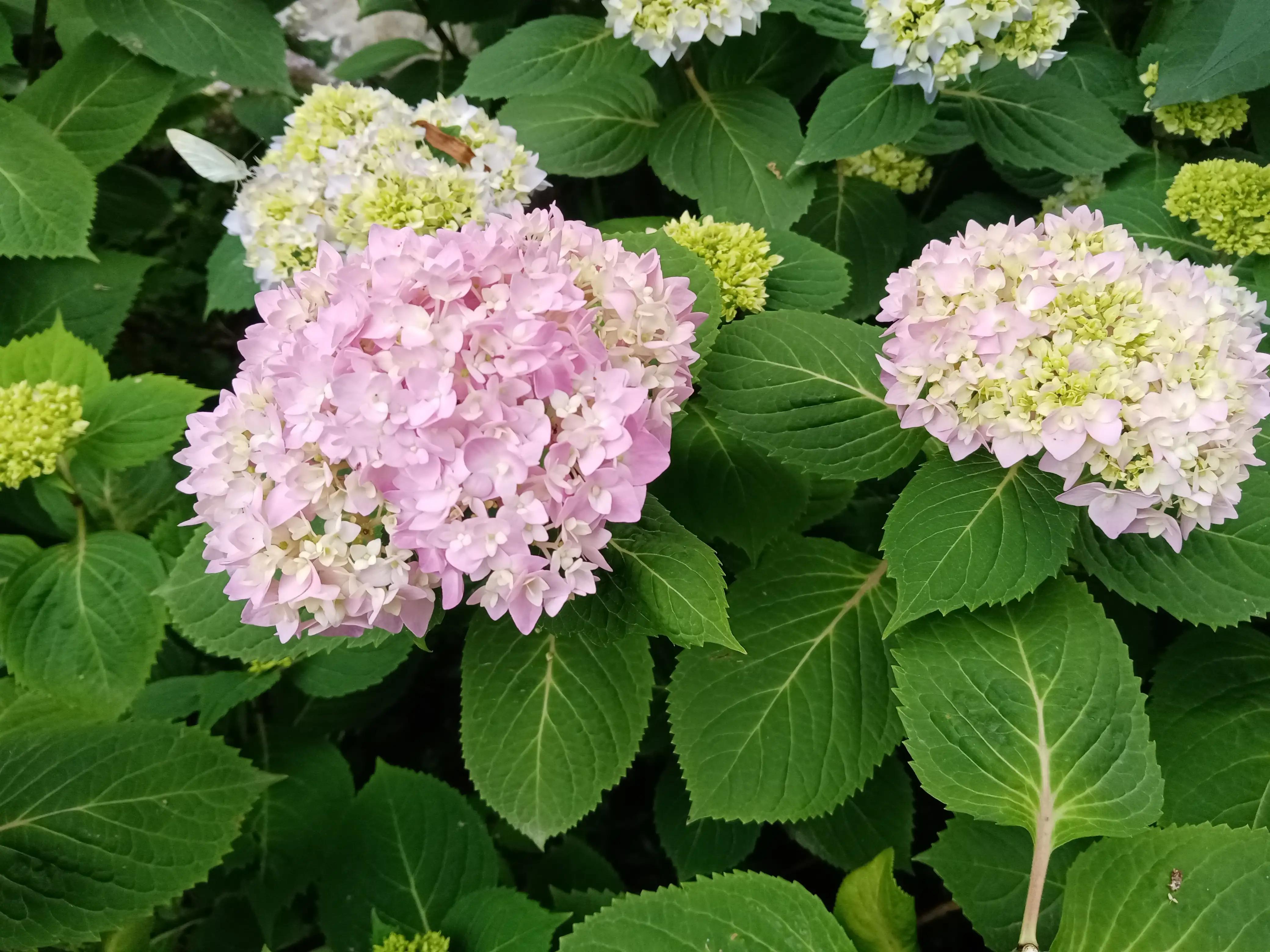 海南封关后能发展起来吗,海南封关最新消息是真的吗