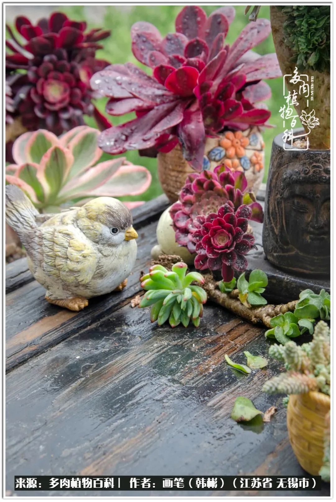 盆景多肉常遇到的问题,多肉盆景无穷小