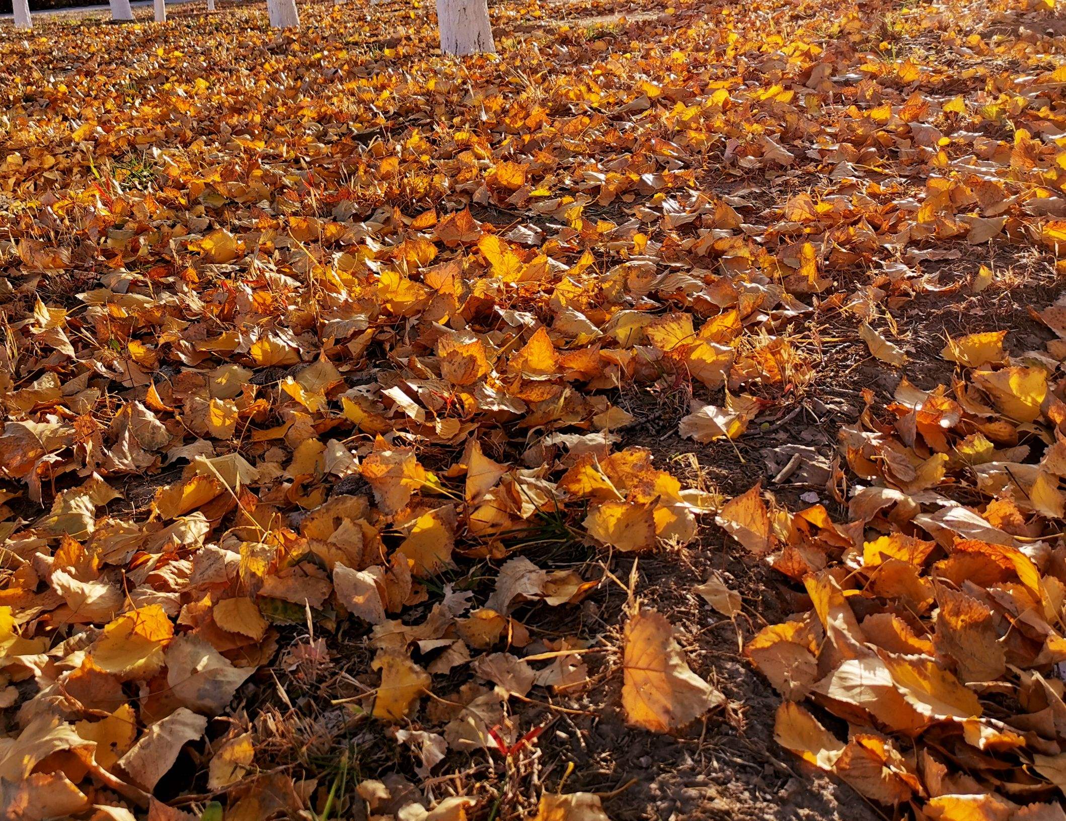 易经上的蛊卦第十八集,易经蛊讲解