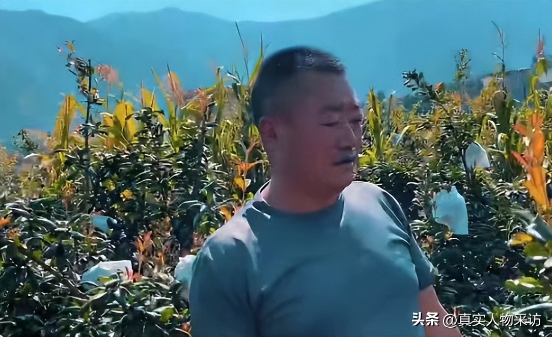 种石榴一亩收入多少钱,种10亩石榴一年收入