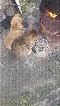 小蛇化身美杜莎,小蛇瞬间变成美杜莎