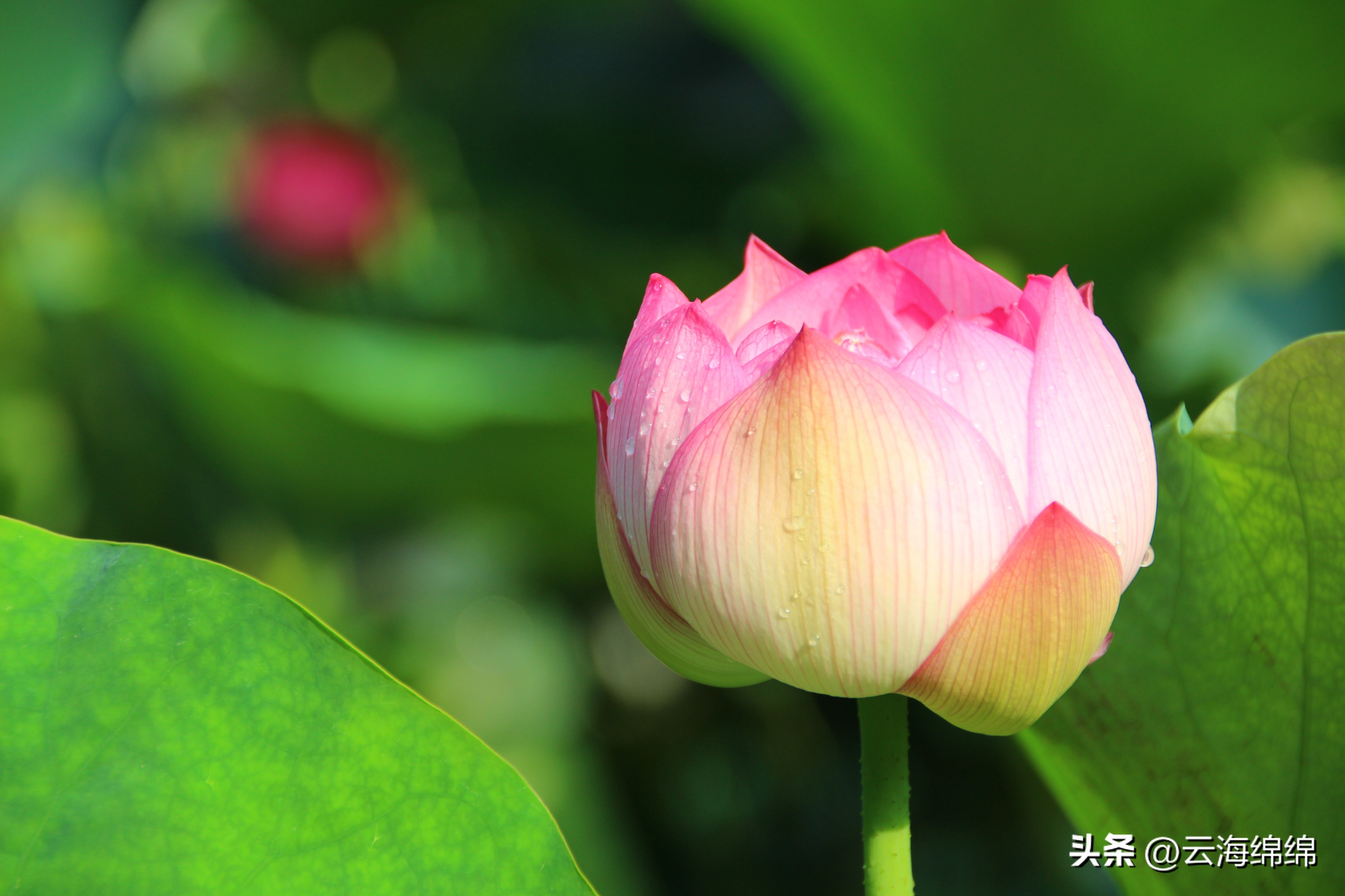 夏日荷花别样红照片,夏日荷花别样红手工