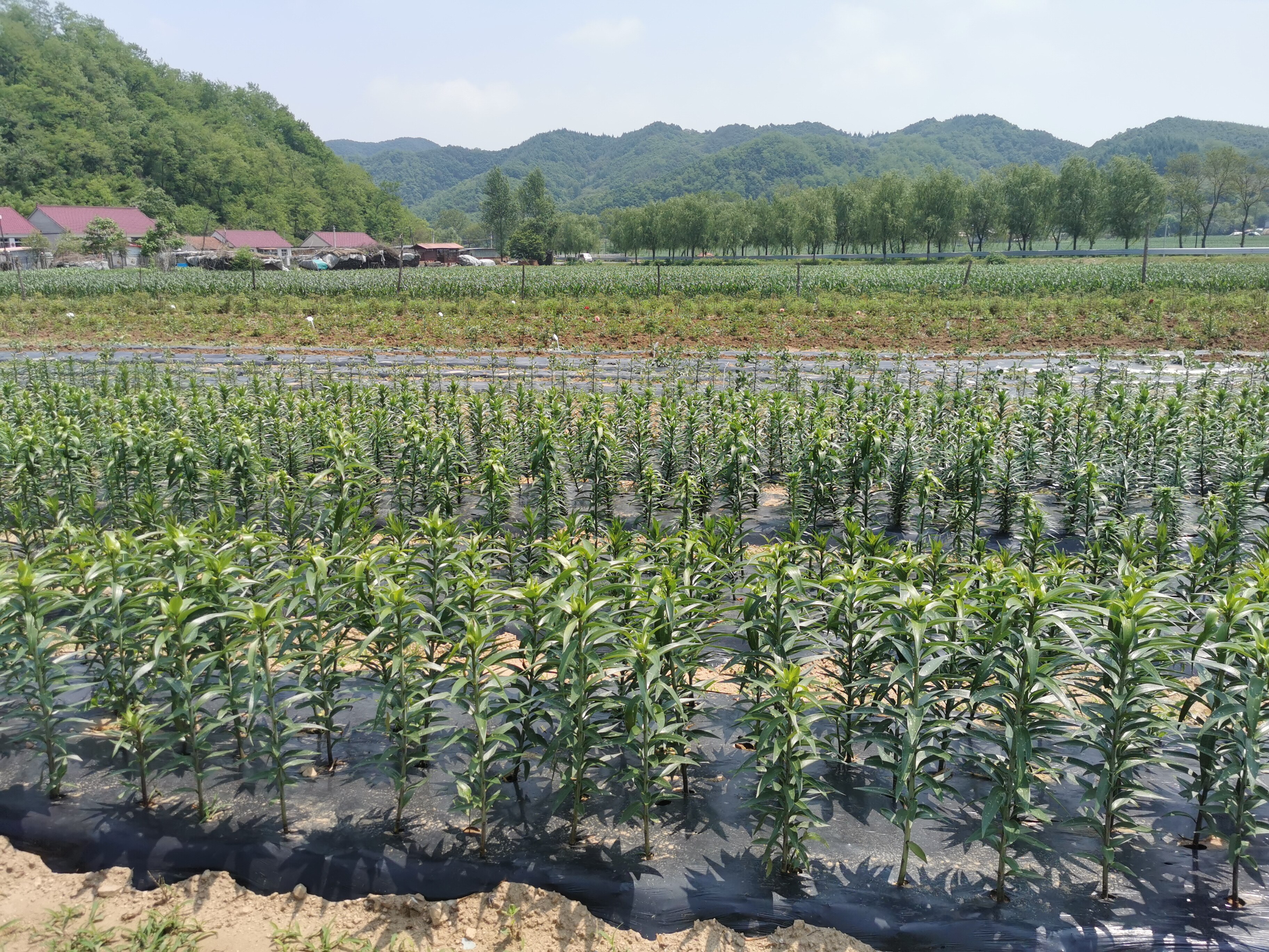 种花盈利模式,园艺创业种花