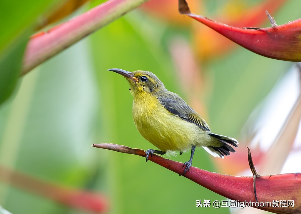 鸟类摄影的几个要点,鸟类拍摄的对焦模式选择与设置