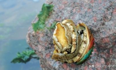 烧烤鲍鱼成品,鲍鱼里面也有珍珠