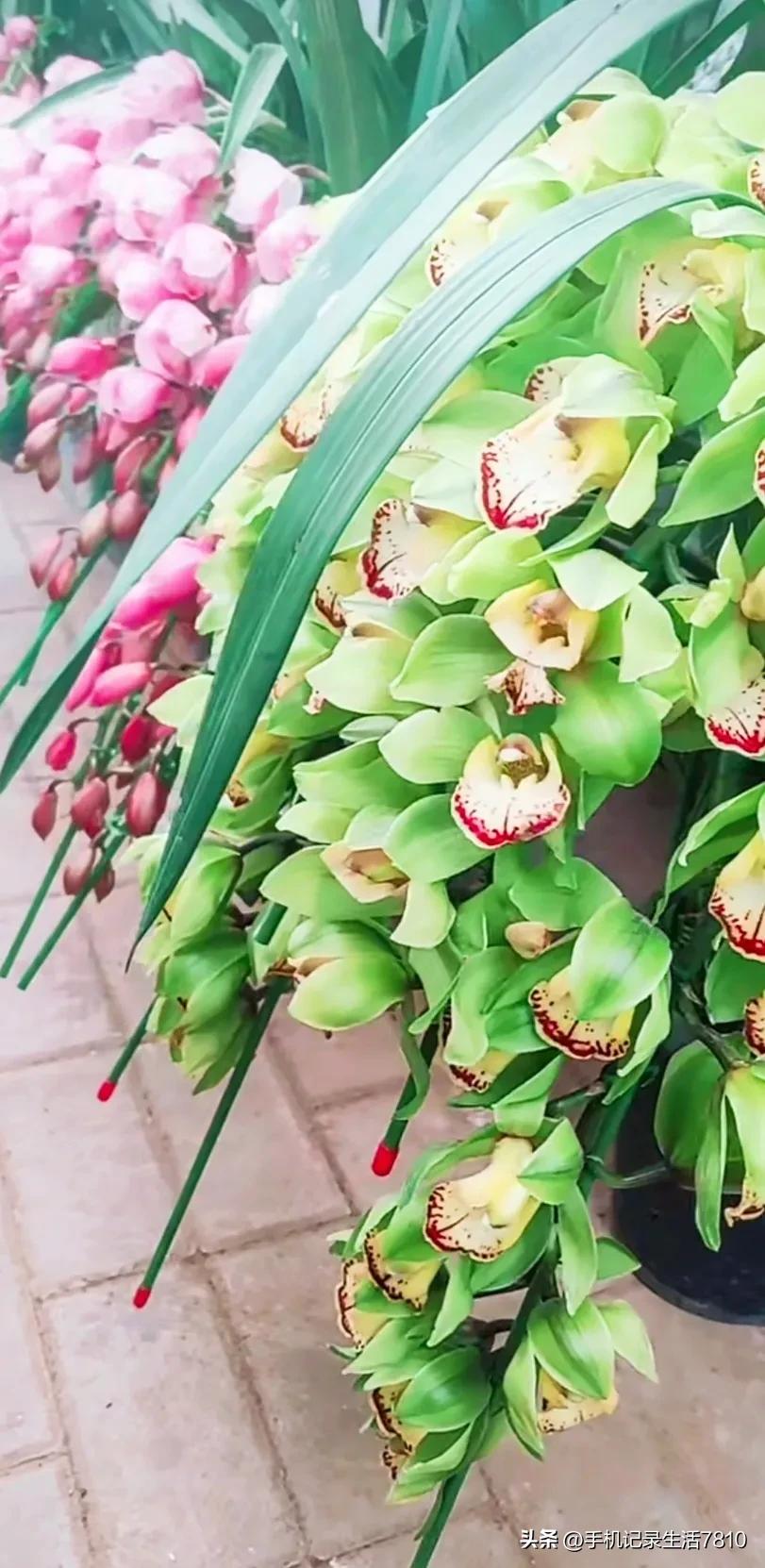 蕙兰花图片欣赏,叶子宽的黄花大蕙兰图片