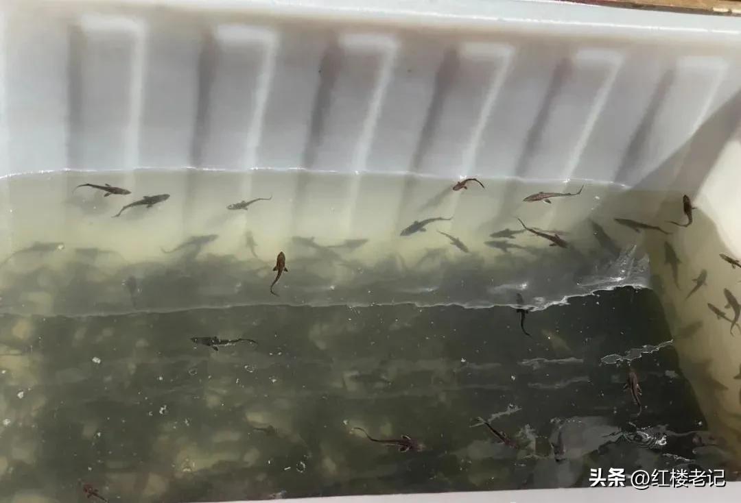 鲟科鱼类联合增殖放流,鲟鳇鱼苗放流