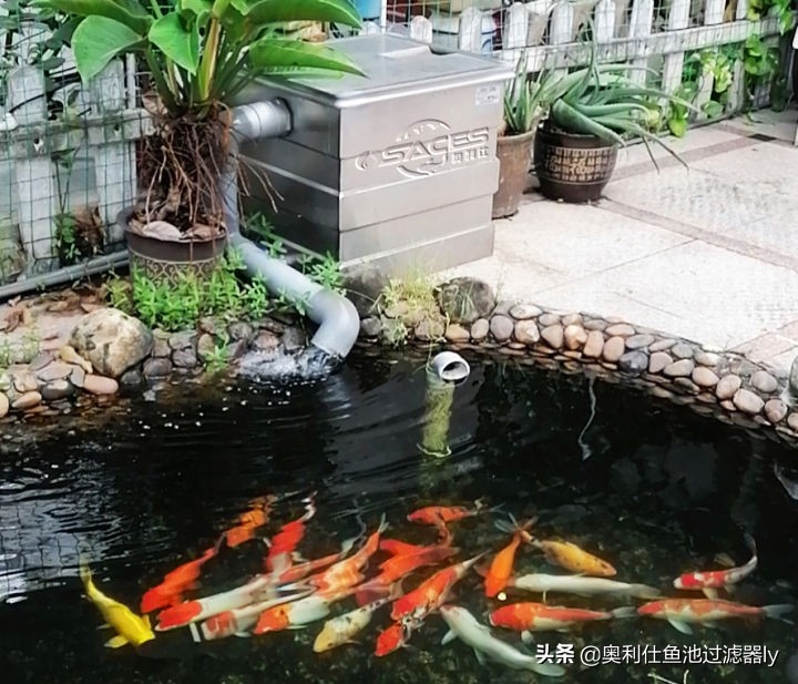 鱼池水腥臭是怎么回事,鱼池水腥味重如何快速去腥