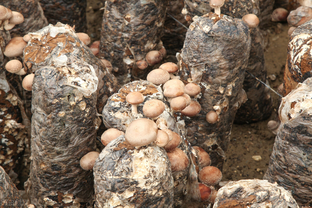 农业种植技术2023年种什么最赚钱,2024年种什么最赚钱又不愁销路