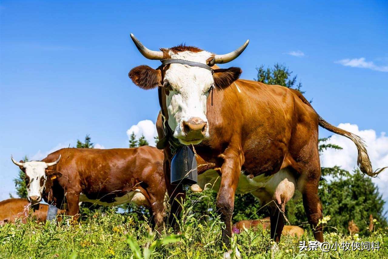 牛子宫内膜炎怎么治疗？母牛子宫内膜炎的治疗方法，赶快收藏！