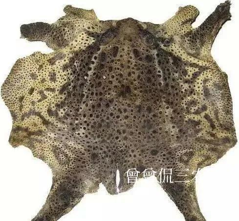 癞蛤蟆变金蝉诗句,癞蛤蟆变成金蝉