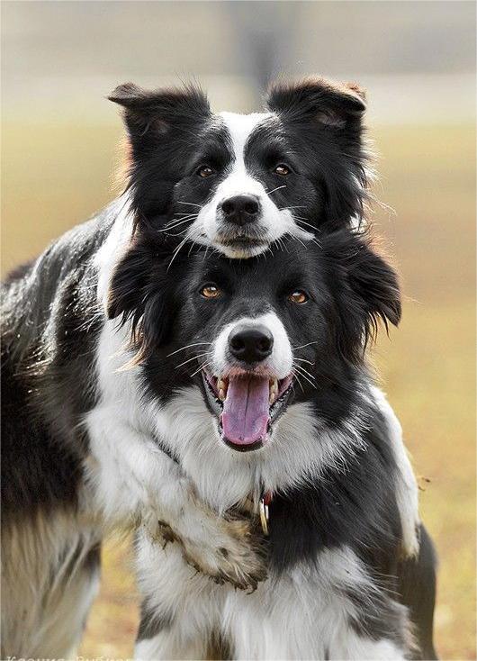 十大最好的宠物品种狗排名榜,世界十大顶级山羊品种