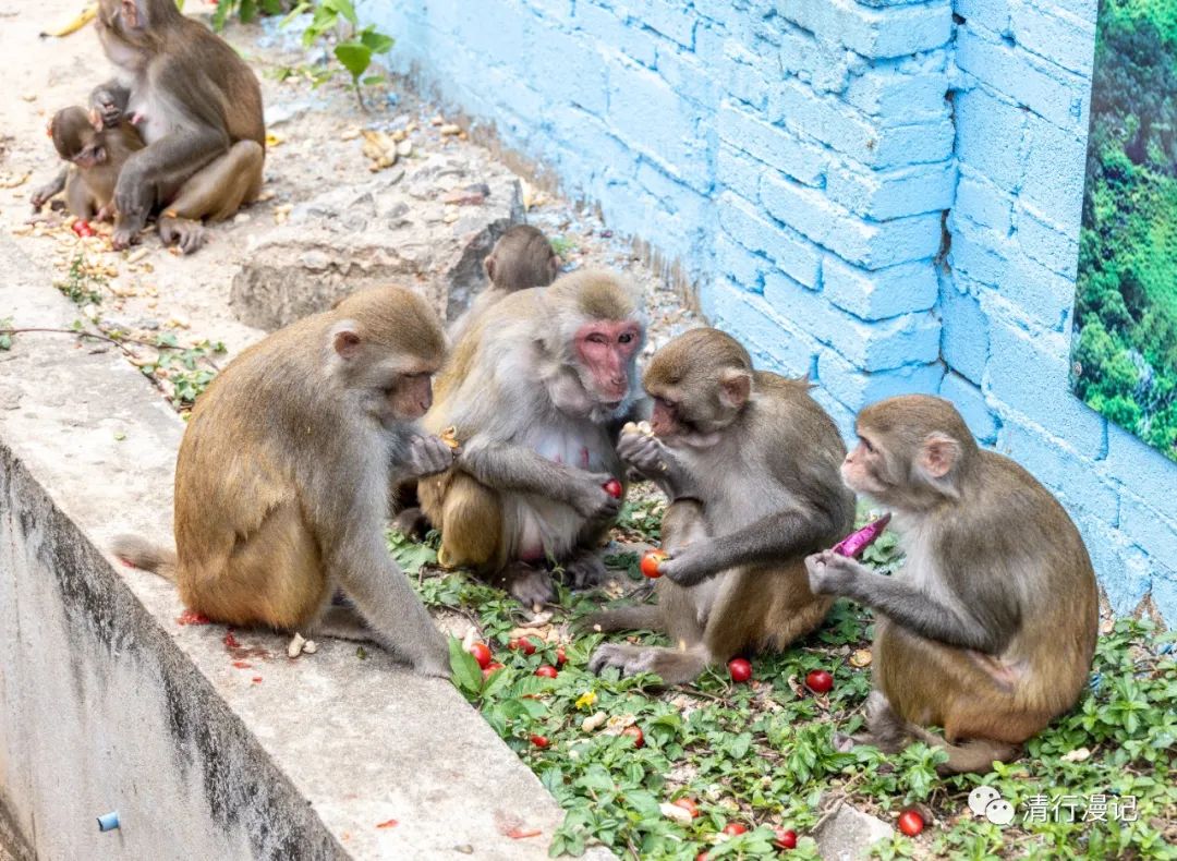 海南人去南湾猴岛,海南三亚南湾猴岛门票