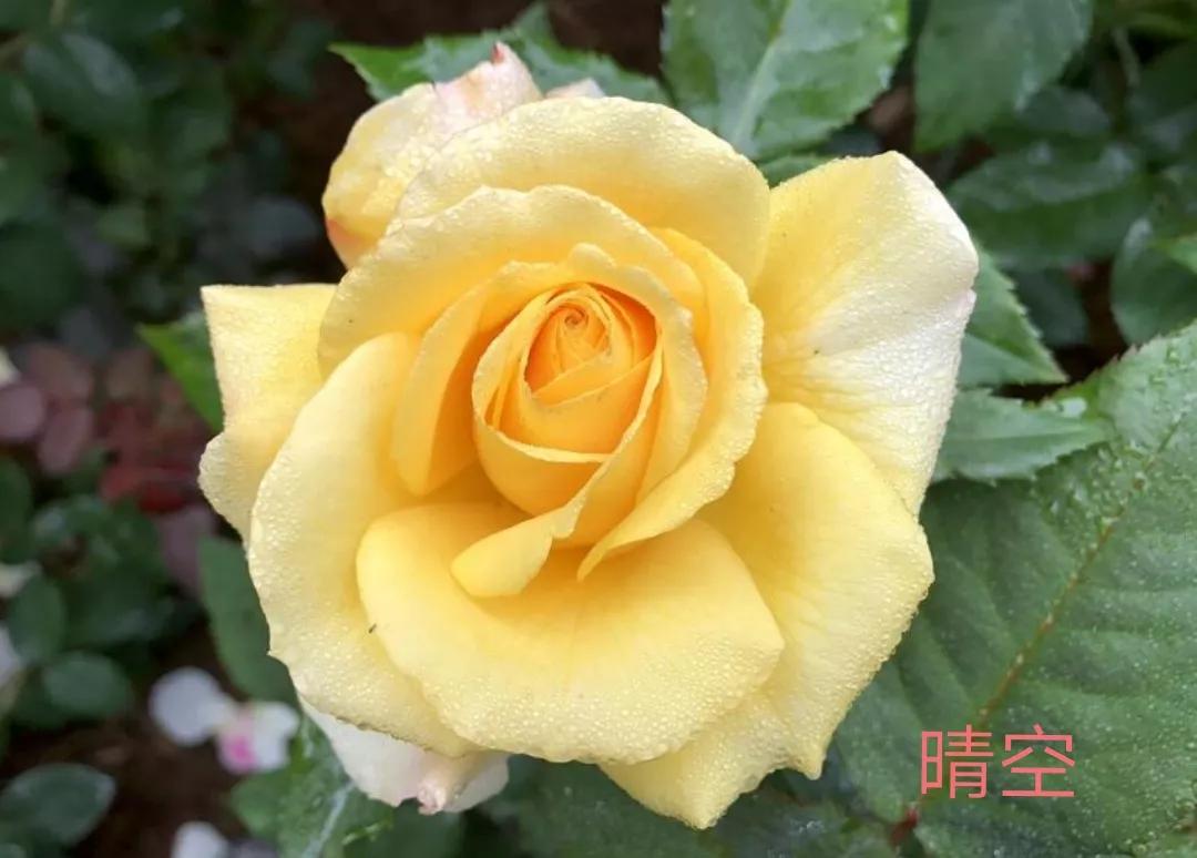 切花月季经典品种推荐,奥斯汀十大切花月季品种